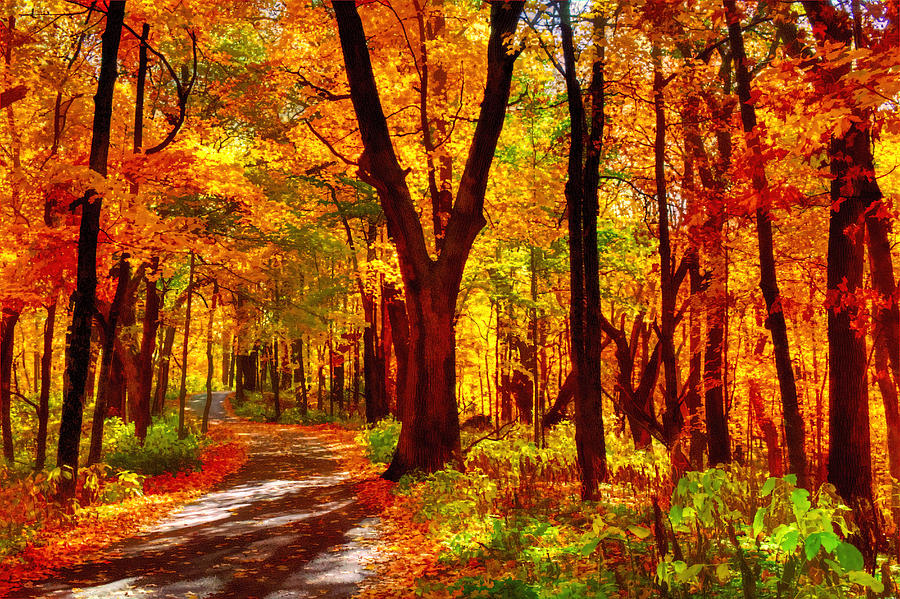 autumn-forest-path-roger-passman.jpg