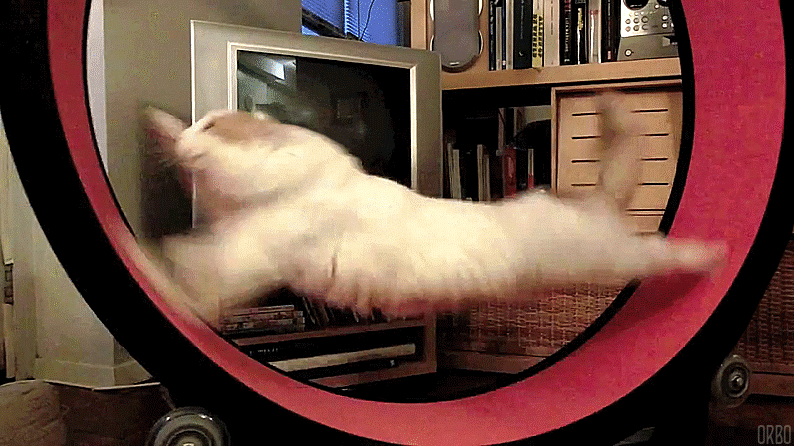 CAT-TREADMILL.gif