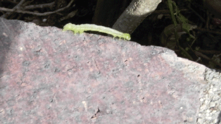 inchworm_by_ninjacrab32-d61w8y6.gif