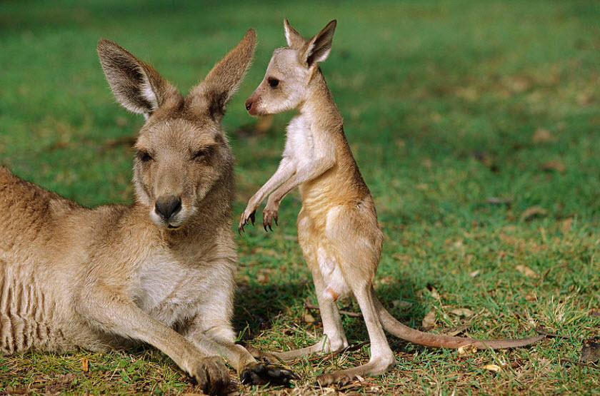 Red+Kangaroo.jpg