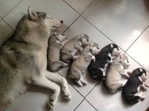Animal-Parenting-21.jpg