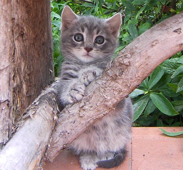 kitten-grey-fluffy.jpg