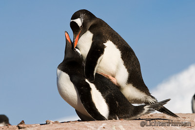 Penguin-Love-penguins-mating-25840012-400-267.jpg