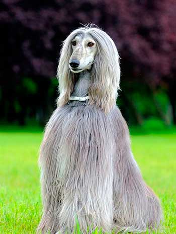 Afghan-Hound.jpg