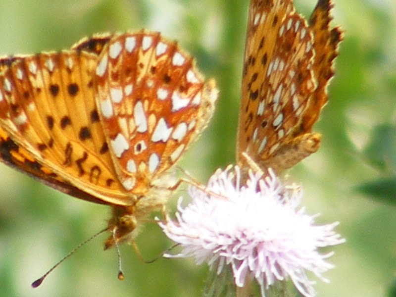 DSCF8207.jpg