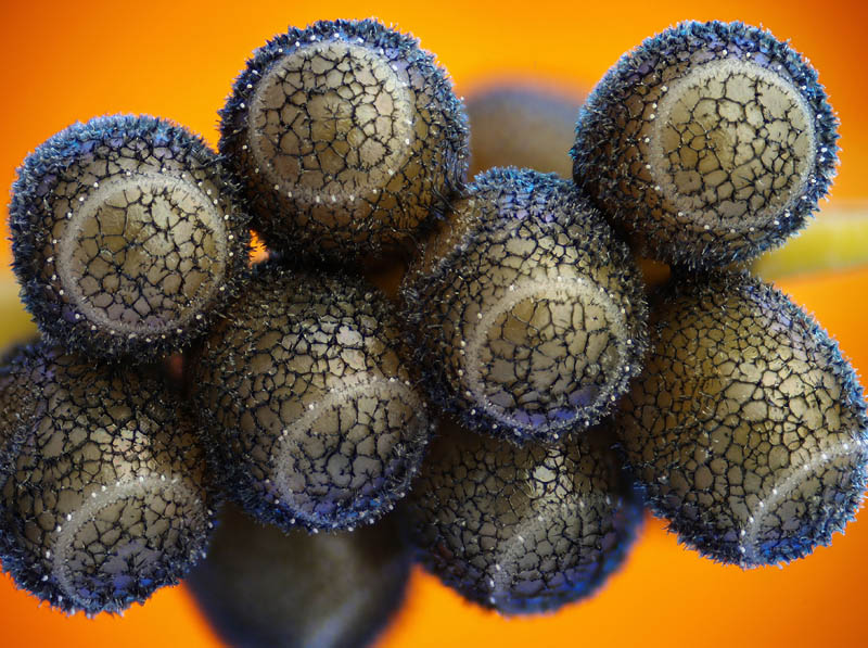 2011-6-antonopoulos-stink-bug-eggs.jpg