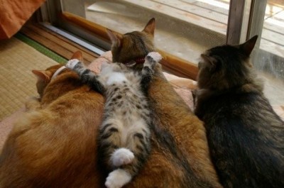 cute-lazy-cats-400x265.jpg