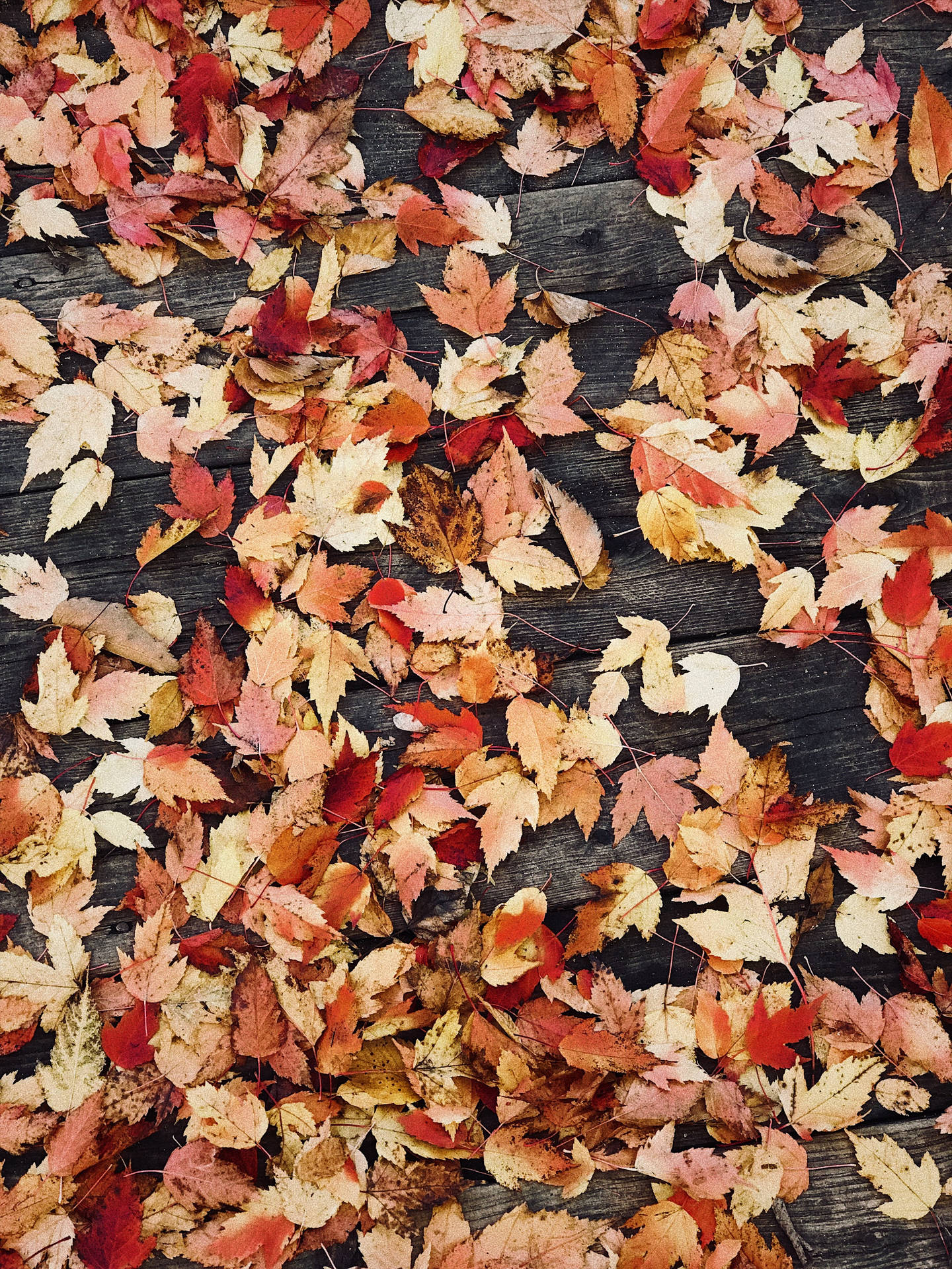 18331-desktop-wallpapers-autumn-leaves.jpg