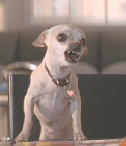 chihuahua.jpg