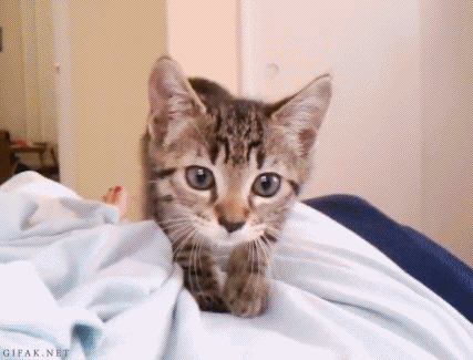 1vuL2sw.gif