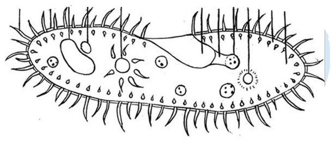 paramecium-coloring-e1325256890764.jpg