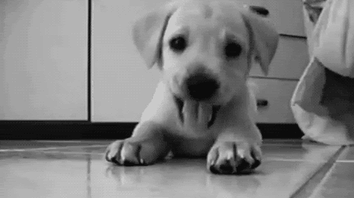 cutepuppy.gif