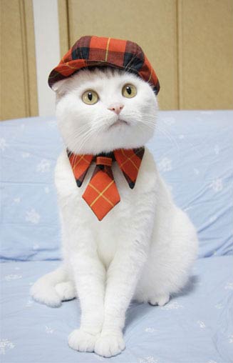 FashionCats4_500.jpg