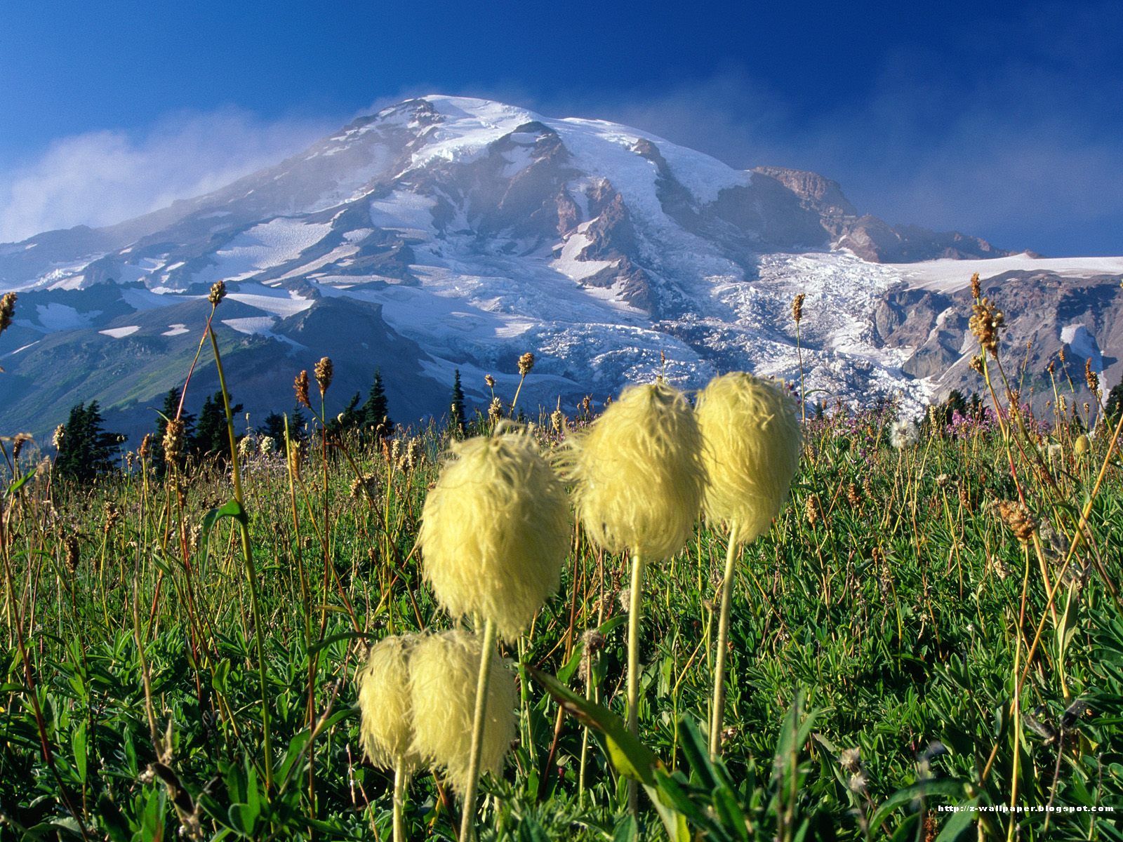wildflowersmountrainiernationalparkwashington.jpg