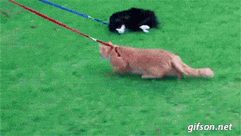 14hO3HX.gif