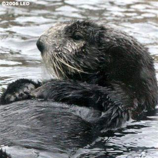 otter1.jpg