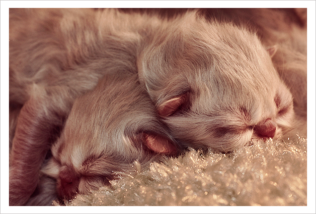 Newborn_Himalayan_kittens_by_pincream.jpg