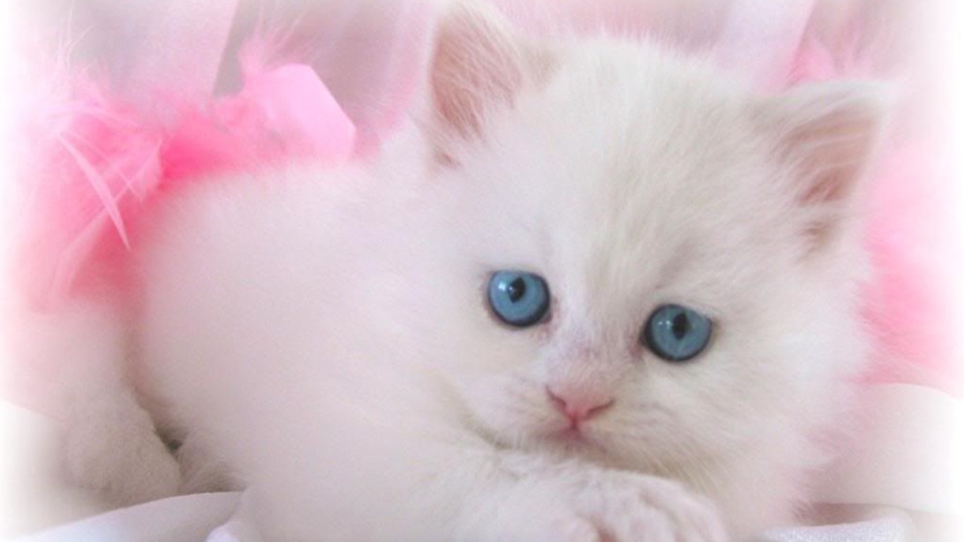 White-Cat-Wallpaper-HD.jpg