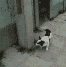 zWYu8g3.gif