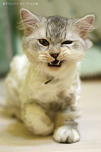 angry-kitten-by-Piez.jpg