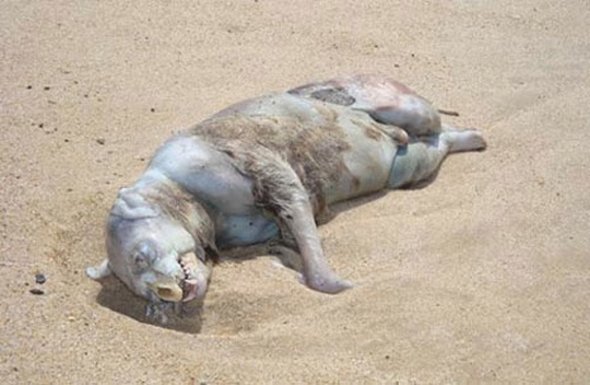 weirdest-creatures-ever-09.jpg