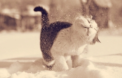 54698-Snow-Cat.jpg