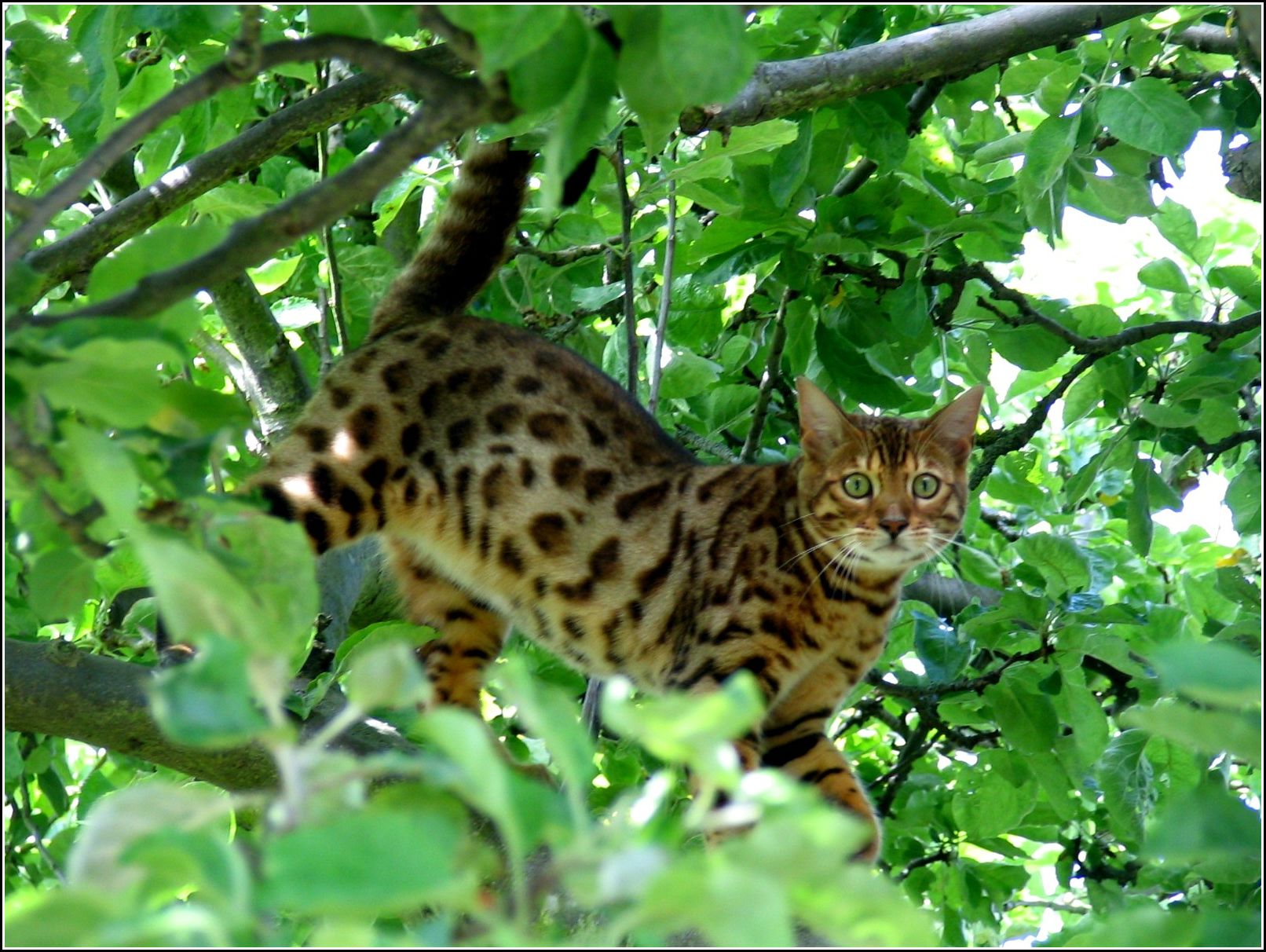 patrick-our-bengal-cat-in-tree-scotties-buddy.jpg