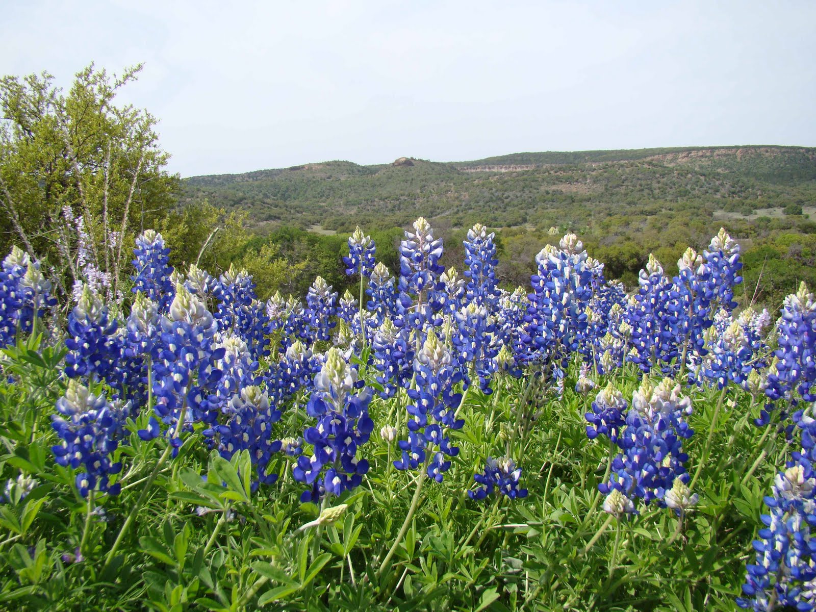 Bluebonnets+2.jpg