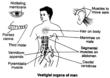 382_vestigial%20rgans.png