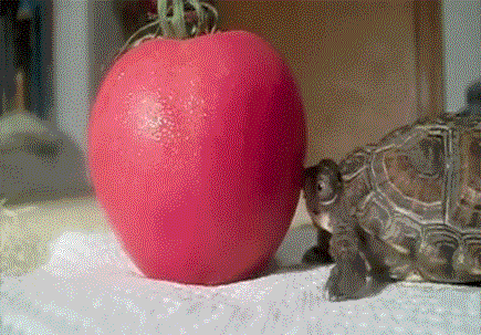 8rMv1.gif