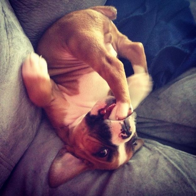 funny-boxer-dog.jpg
