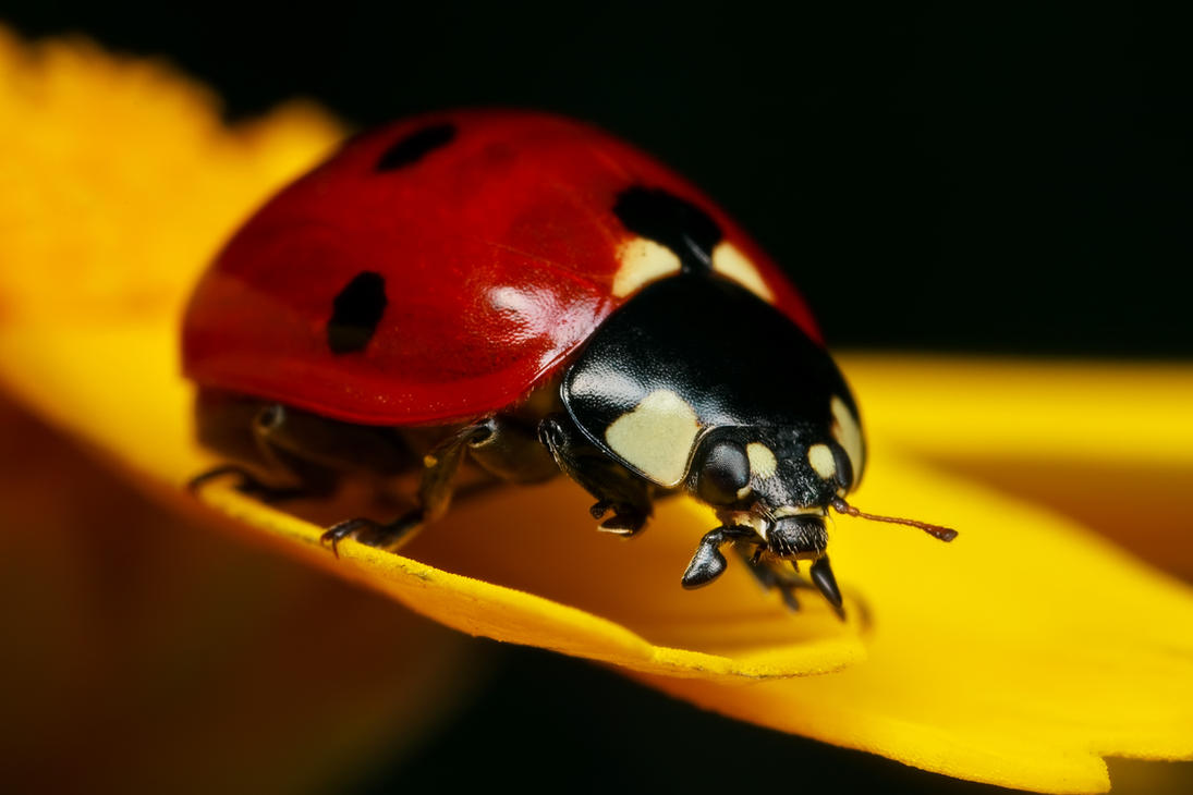 Ladybug_on_Yellow_II_by_dalantech.jpg