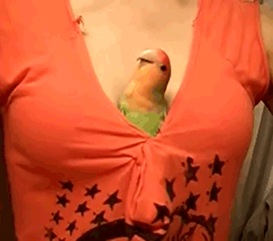 nlnCVIe.gif