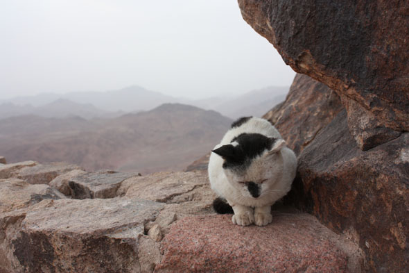 Tired-cat-on-Mount-Sinai.jpg