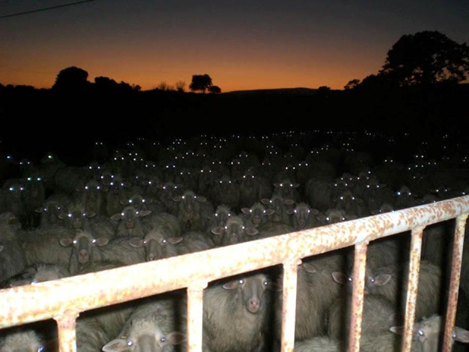 sheepinagug.jpg