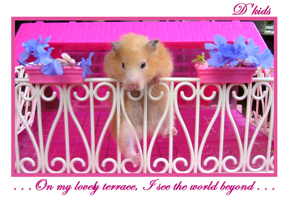 Hamster_in_Pink_by_dkids.jpg