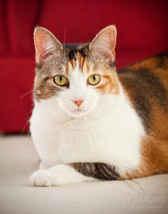 calico-cat_4155211.jpg