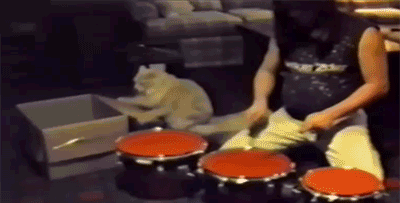 drumroll-kitten-orange-rock-n-roll-cats.gif