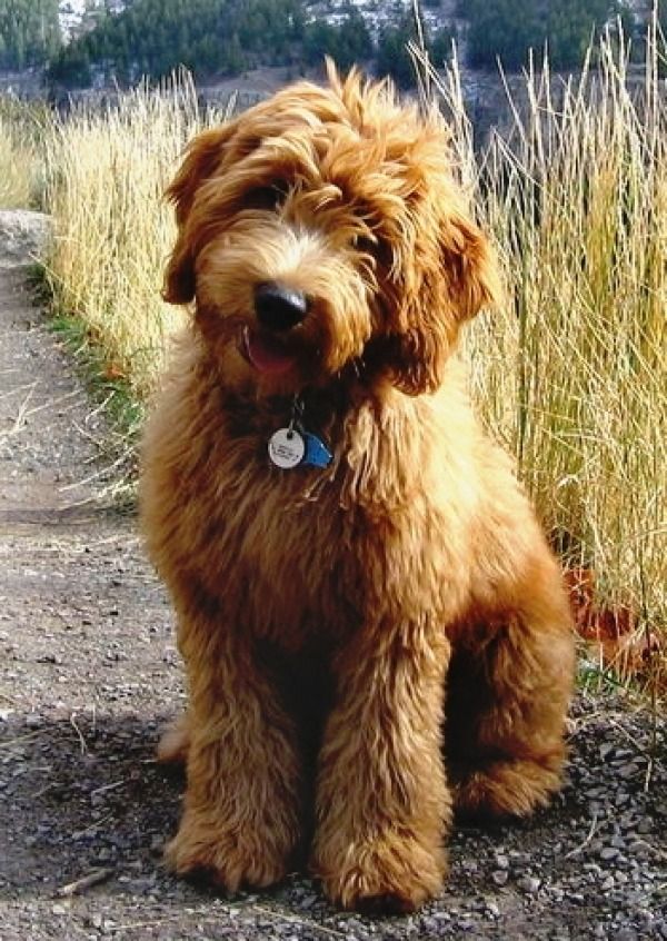 dog-goldendoodle.jpg