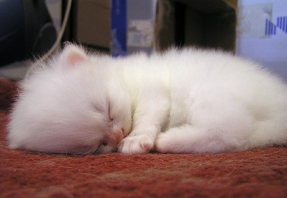 sleeping-white-cat.jpeg