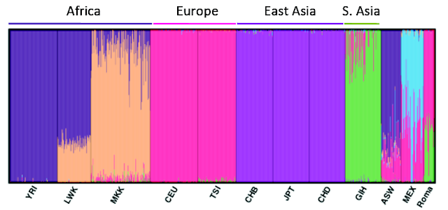 RomaniStructure.png
