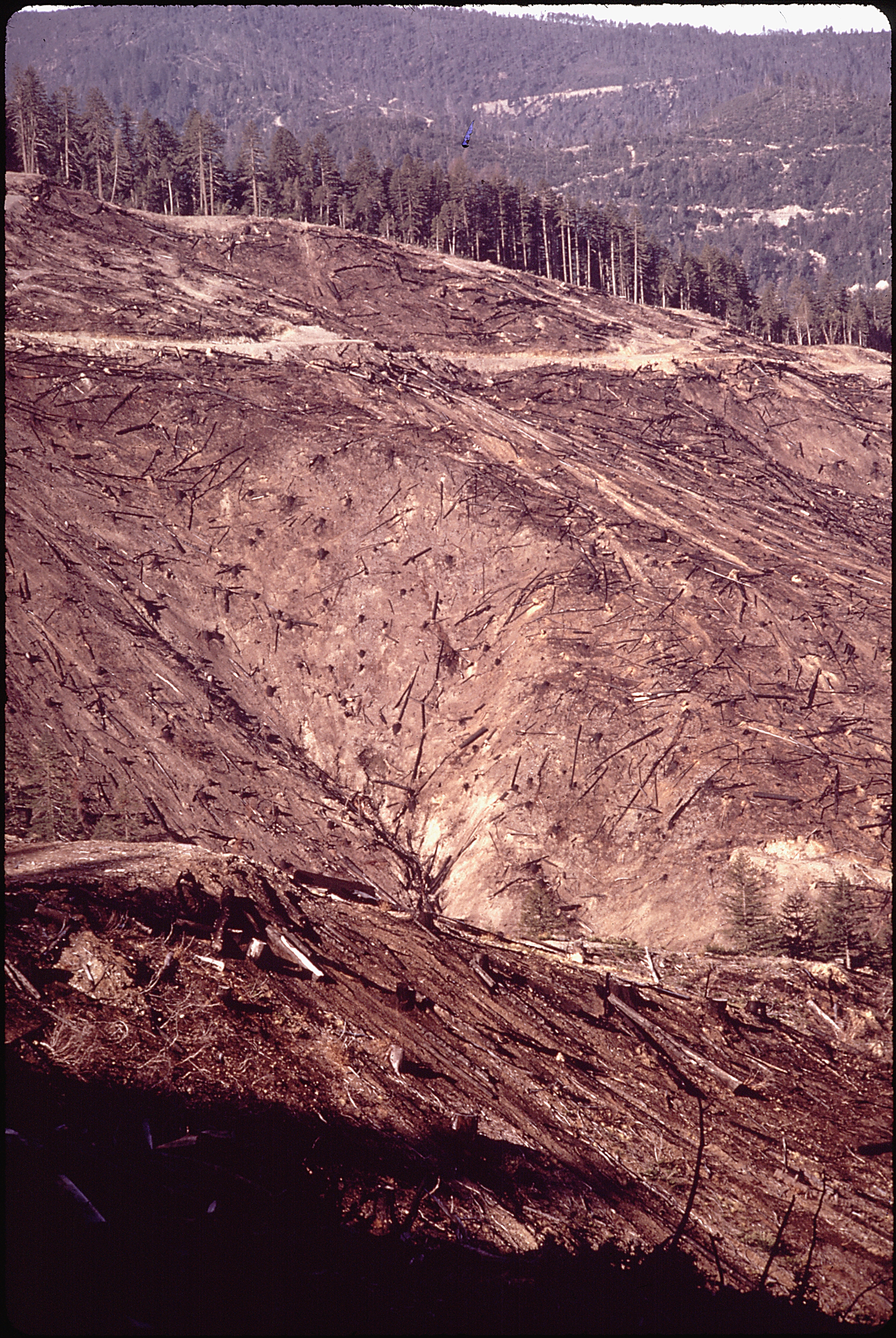 CLEAR_CUTTING_-_NARA_-_542820.jpg