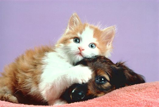 Dog+and+cat+7.jpg