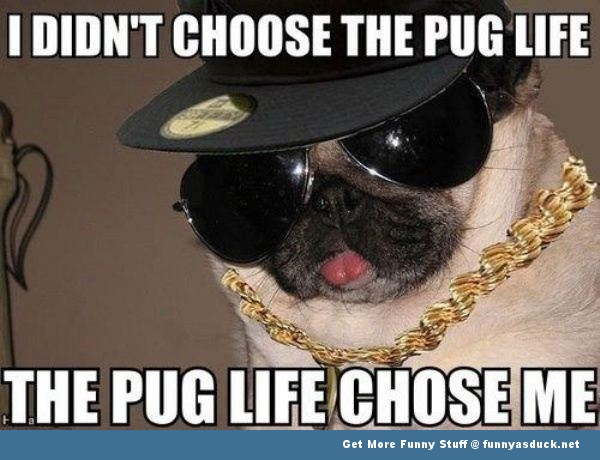 funny-dog-pug-life-pic.jpg