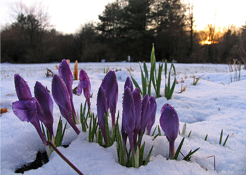 flowers-in-snow.jpg