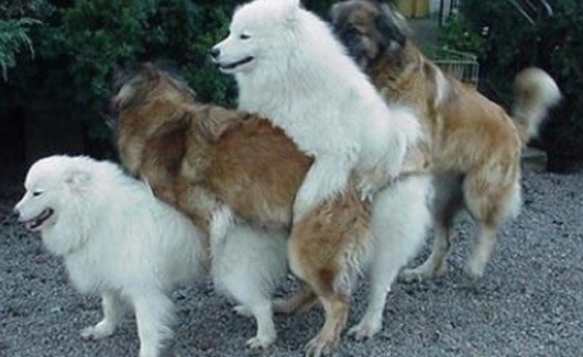 humping-dogs-line-up.jpg