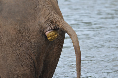 elephant-poop.jpg
