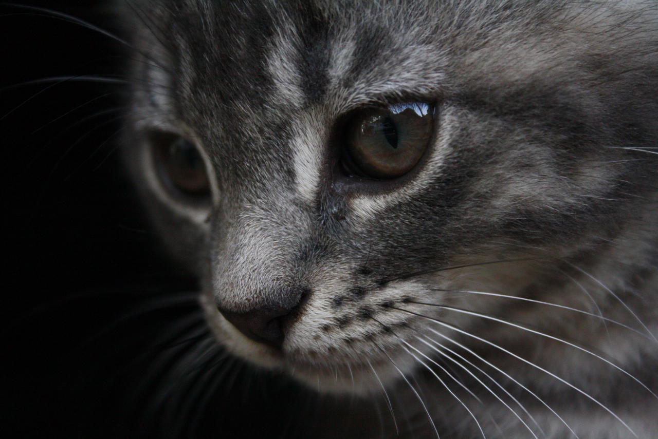 kitten_face_closeup_by_zurkiasilverwolf-d3il0ij.jpg