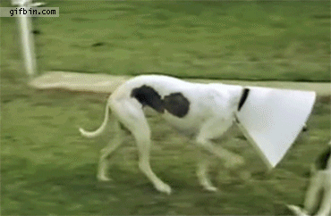 21-daily-gifdump-39.gif
