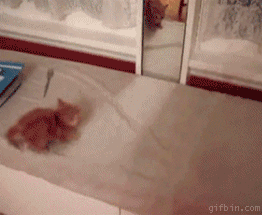 BrwW3kT.gif